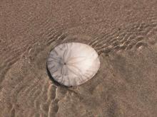 Sand dollar