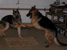 1-7-05 Rogue and Vector