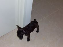 puppy pics 025.jpg