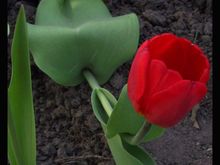 redtulip.jpg