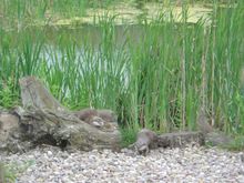 Otter