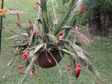 cactus1.jpg
