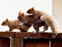 Squirrel3way.jpg