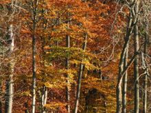 Ashridge 001.jpg