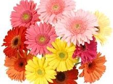 gerbera bouquet
