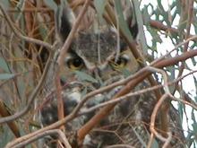 060114 Owl 4554.JPG