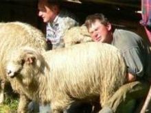 Sheep.JPG