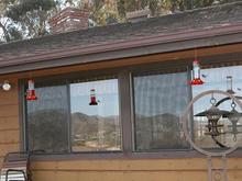 060322 back house_feeders 5500.JPG