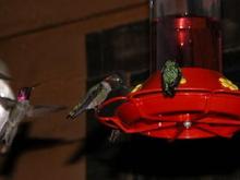 060413 6-Hummers 5725.JPG