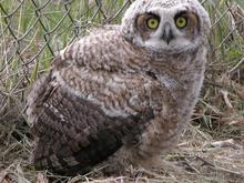 060428 baby owl 5970.JPG