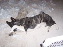 attackdog 007.jpg