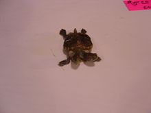 DSC04535.JPG