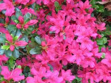 azaleas.jpg
