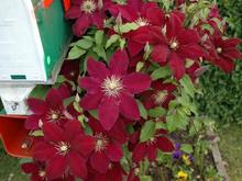 060611 burgandy clematis 02410284.JPG