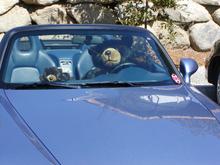 Bear driving 2.jpg