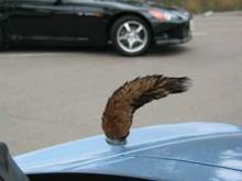 a_foxtail.jpg