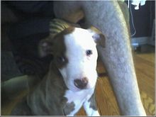 Diesel