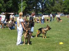 Open Dog Winner.jpg