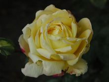 DSC_1069.JPG