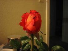IMG_2995.jpg