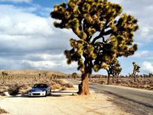 SebringJoshuaTree002.jpg
