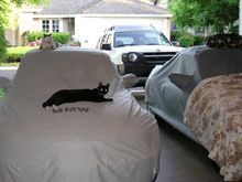cats on cars