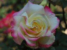 DSC_3449 070513 Double Delight.JPG
