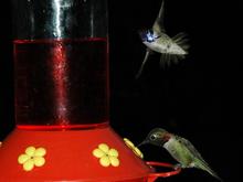 DSC_2950 070426 Two hummers.JPG