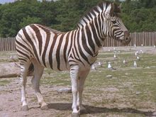 zebra 1.jpg