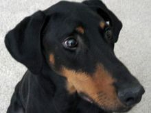 toby2.jpg