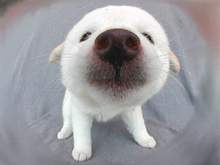 the_dog05_2.jpeg