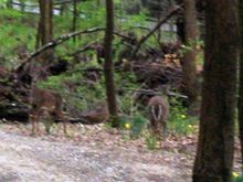 Img_0395_deer_zoom_adj_br_and_cont.jpg