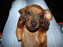 dachshund-resize.jpg