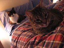 kitties3.jpg