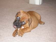 new dog 4