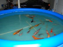 happykoi3.jpg