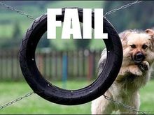 fail dog.jpg