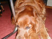Dogs3-200011.JPG