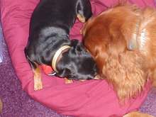 Dogs 8-0021.JPG
