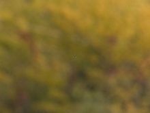 Fly from _MG_4087.jpg