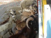 DSC01906.JPG