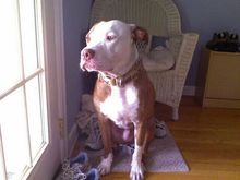 Diesel2ndBday.jpeg