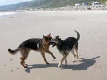 DSCN2290 050707 Rogue_Vector.JPG