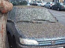 Bird_Destroyed_Car.jpg