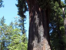 04 car and tree.jpg