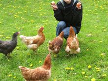 first eggs.jpg