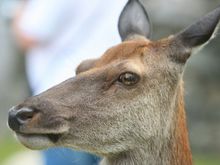 IMG_9288.JPG