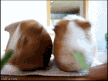 guineapigsnomrace.gif
