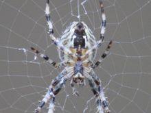 spider1.JPG