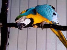 birdskri.GIF